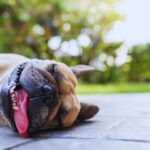 cane sdraiato che ha caldo