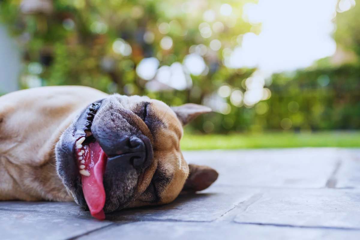 cane sdraiato che ha caldo