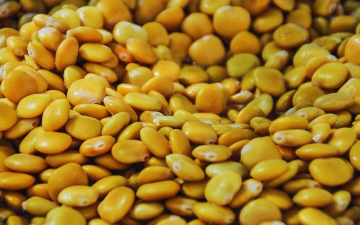 lupini