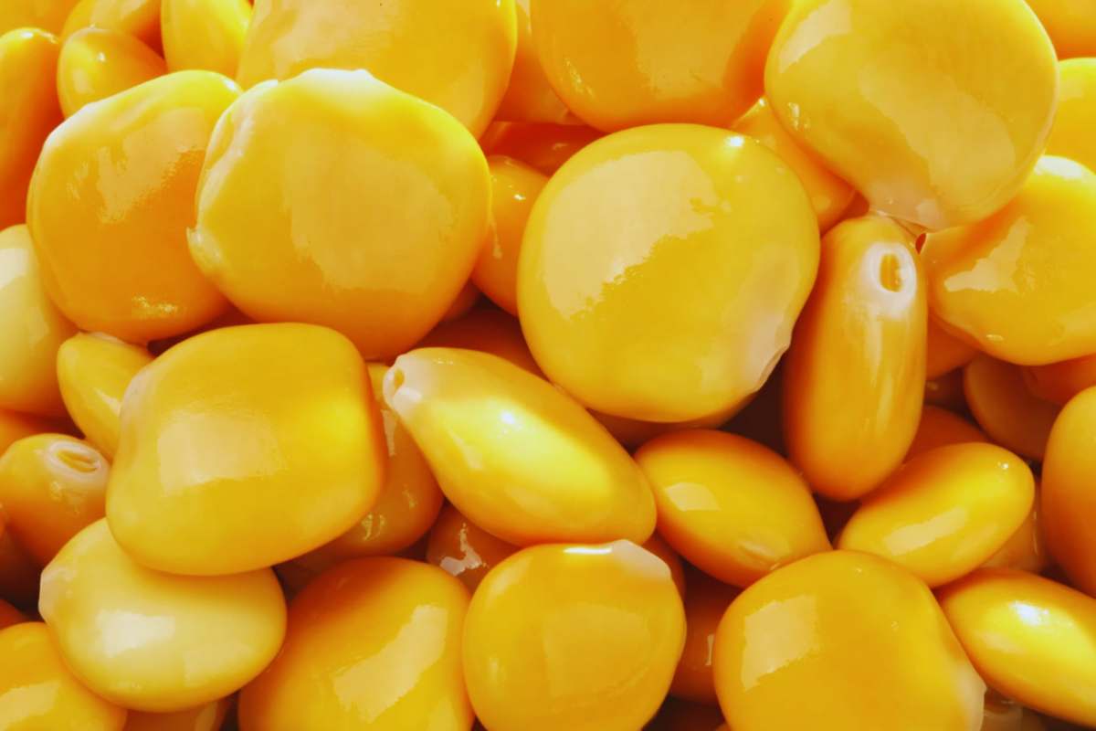 lupini